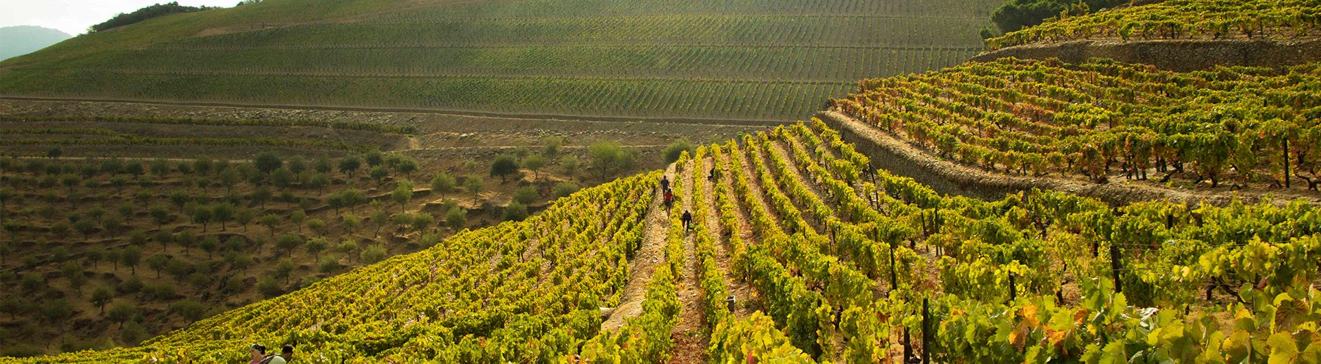 Port wine vineyards in the Douro Valley