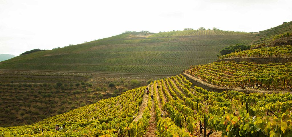 Port wine vineyards in the Douro Valley